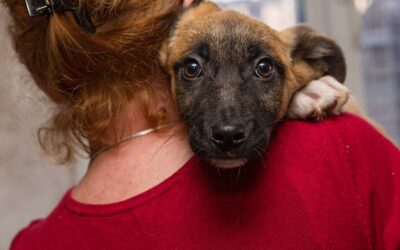 Les assurances pour animaux : une mutuelle pour vos compagnons
