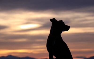 Assurance animaux : protégez votre compagnon